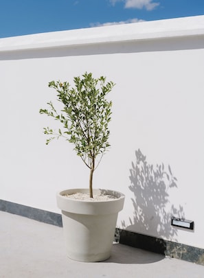 A potted plant on a balcony with a white wall and a blue sky in the background.
