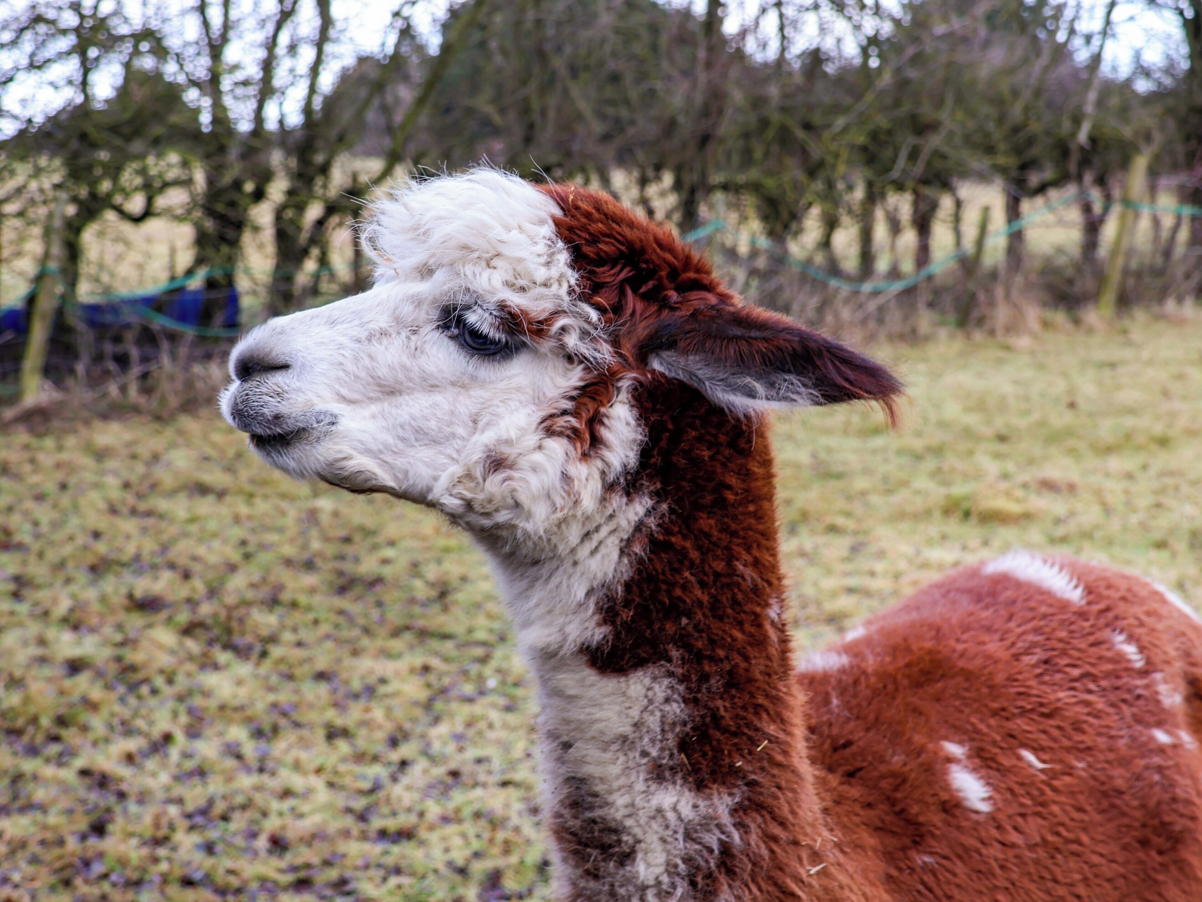 Una llama de pelaje blanco y marrón de pie en un campo de hierba.