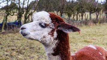 Una llama de pelaje blanco y marrón de pie en un campo de hierba.