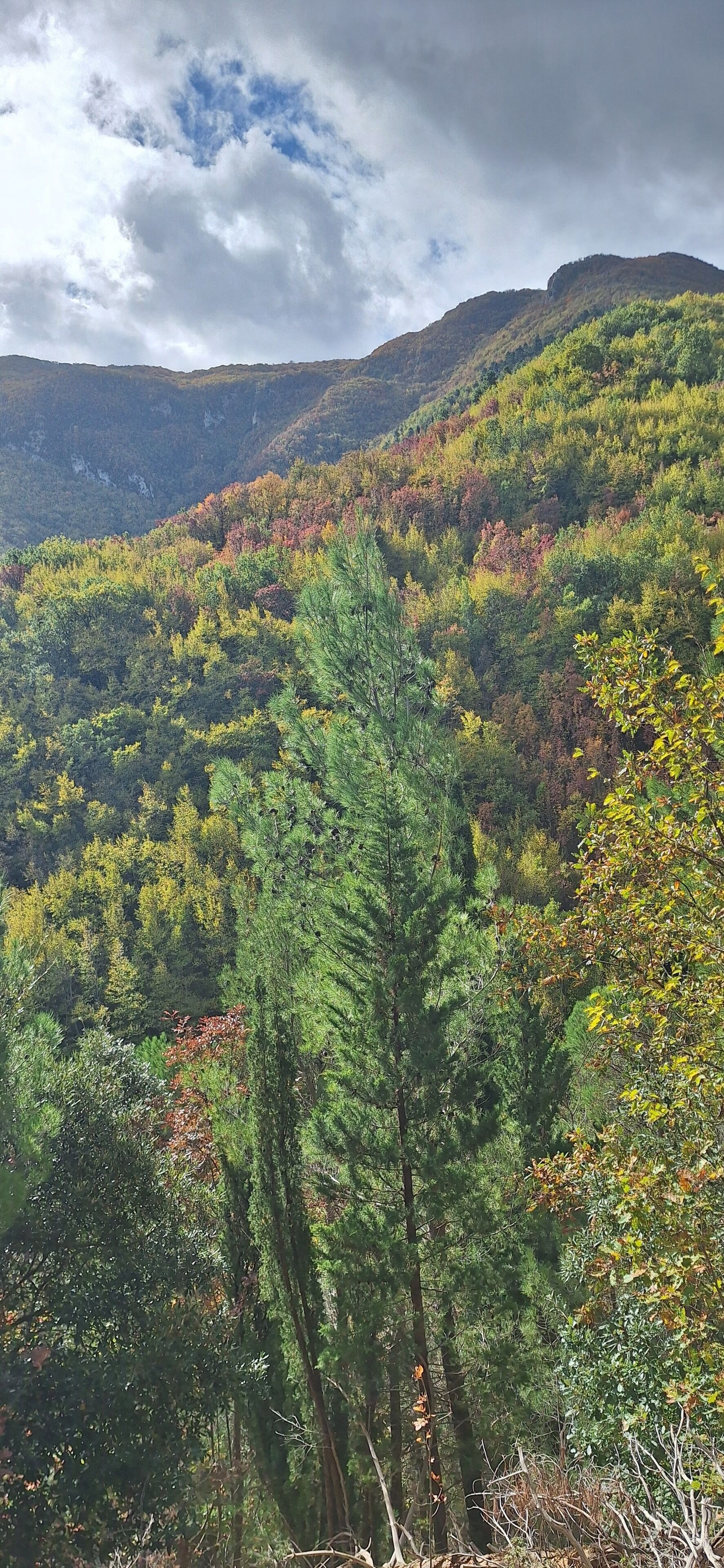 A mountainous landscape with dense forest and a prominent coniferous tree in the foreground.