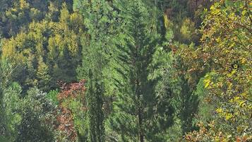 A mountainous landscape with dense forest and a prominent coniferous tree in the foreground.