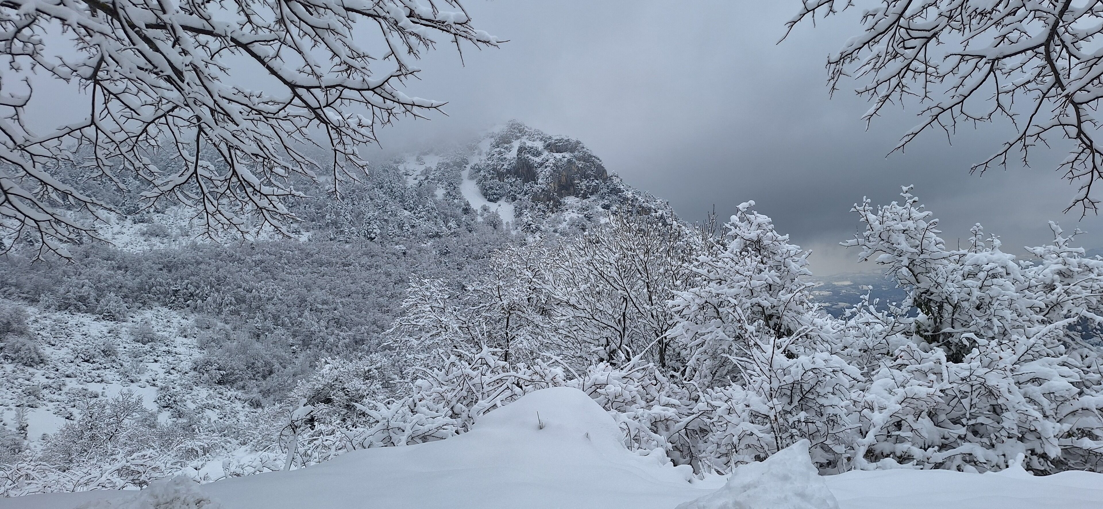 A snowy landscape with trees and a mountain in the background.