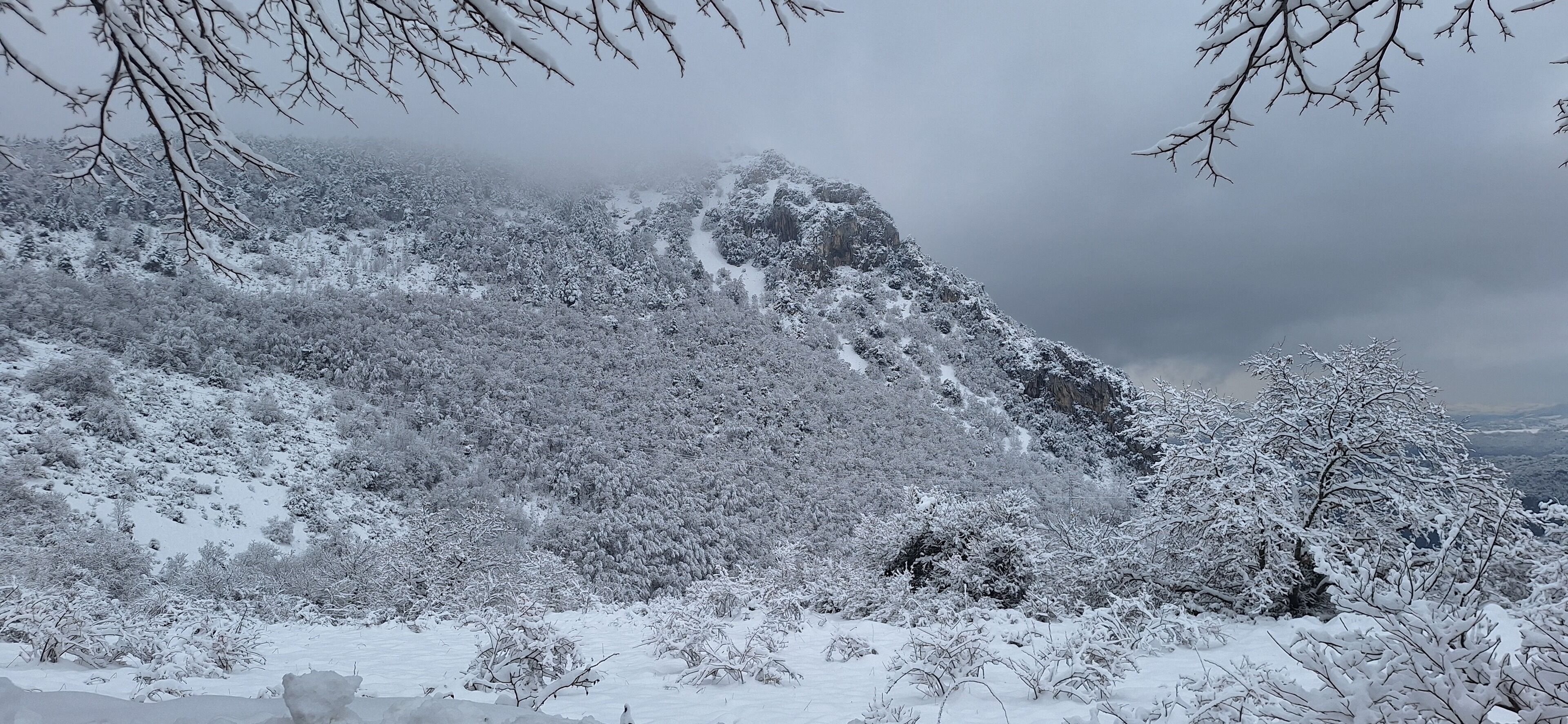 A snowy mountain landscape with dense vegetation and a clear path leading up the slope.