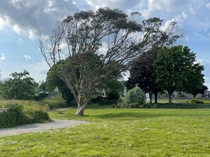 A grassy area with trees and a building in the background.