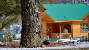 Una cabaña de madera con techo verde, rodeada de nieve y pinos.