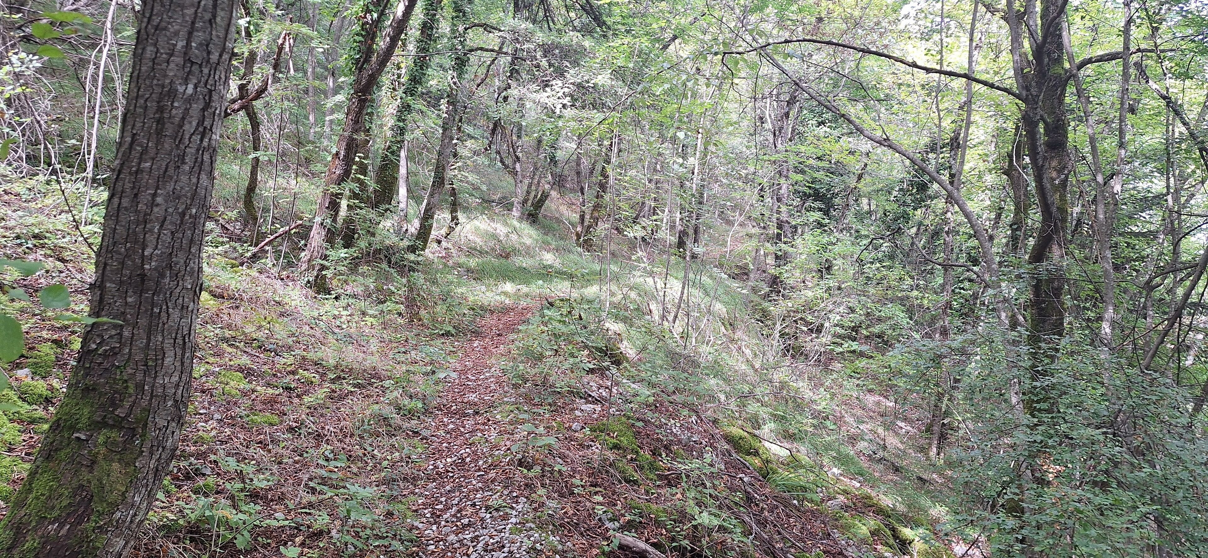 A forested area with a dirt path.