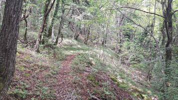 A forested area with a dirt path.