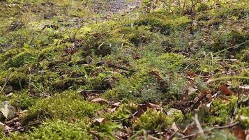 Zona boscosa con abundante vegetación y una montaña al fondo.