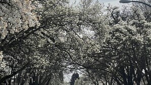 A street lined with parked cars and trees with white blossoms. - 4615 Inverness Street Vancouver King And Queen 2 Bedrooms Suite Private Entry (Vancouver)