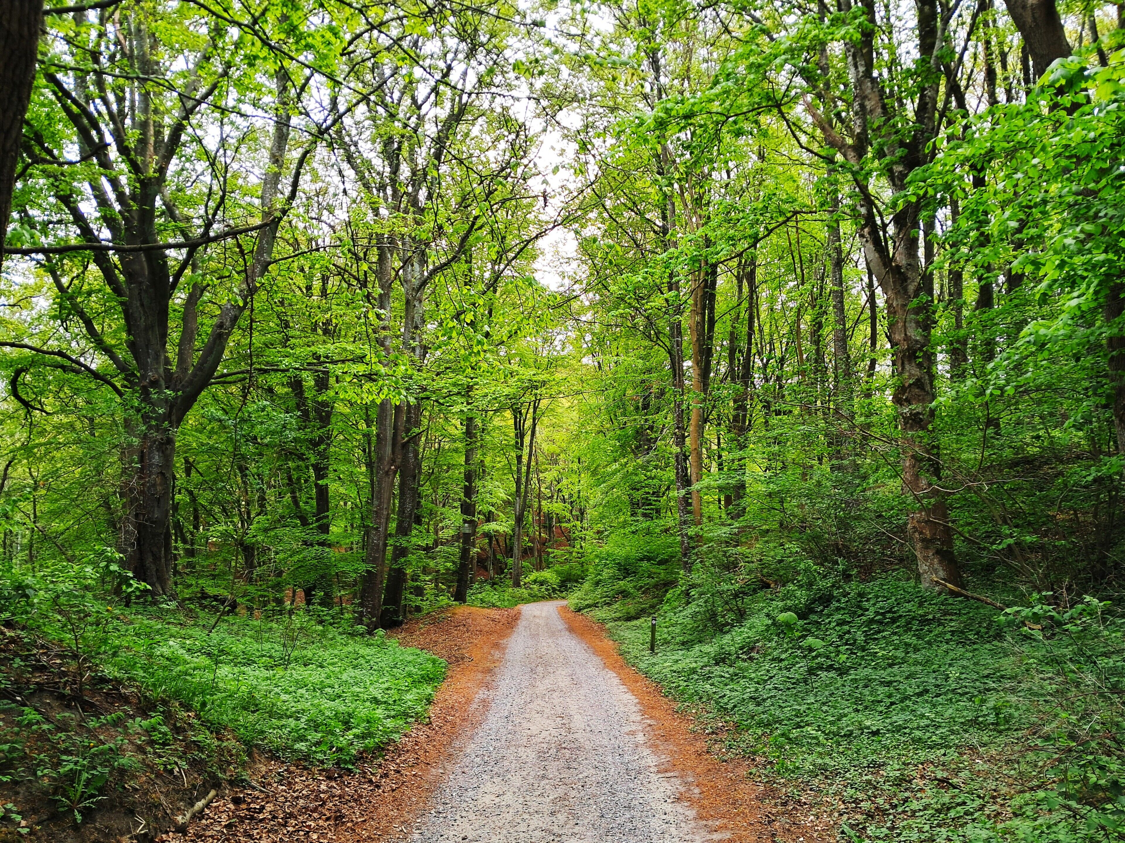 A forested path with dense greenery and trees.