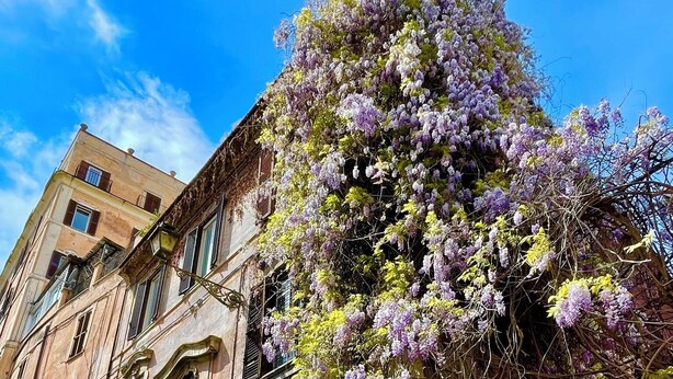 A historic building with a staircase leading to the entrance, surrounded by lush purple wisteria vines. - Sant'Onofrio - Trastevere Vatican apartment in Rome (Roma)