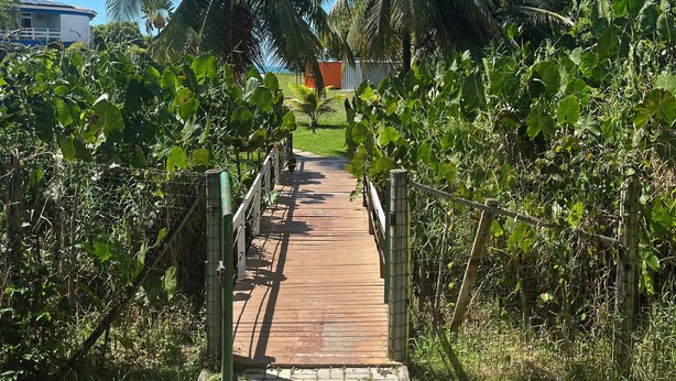 Un sendero conduce a un edificio de fachada azul y blanca, rodeado de abundante vegetación y palmeras.