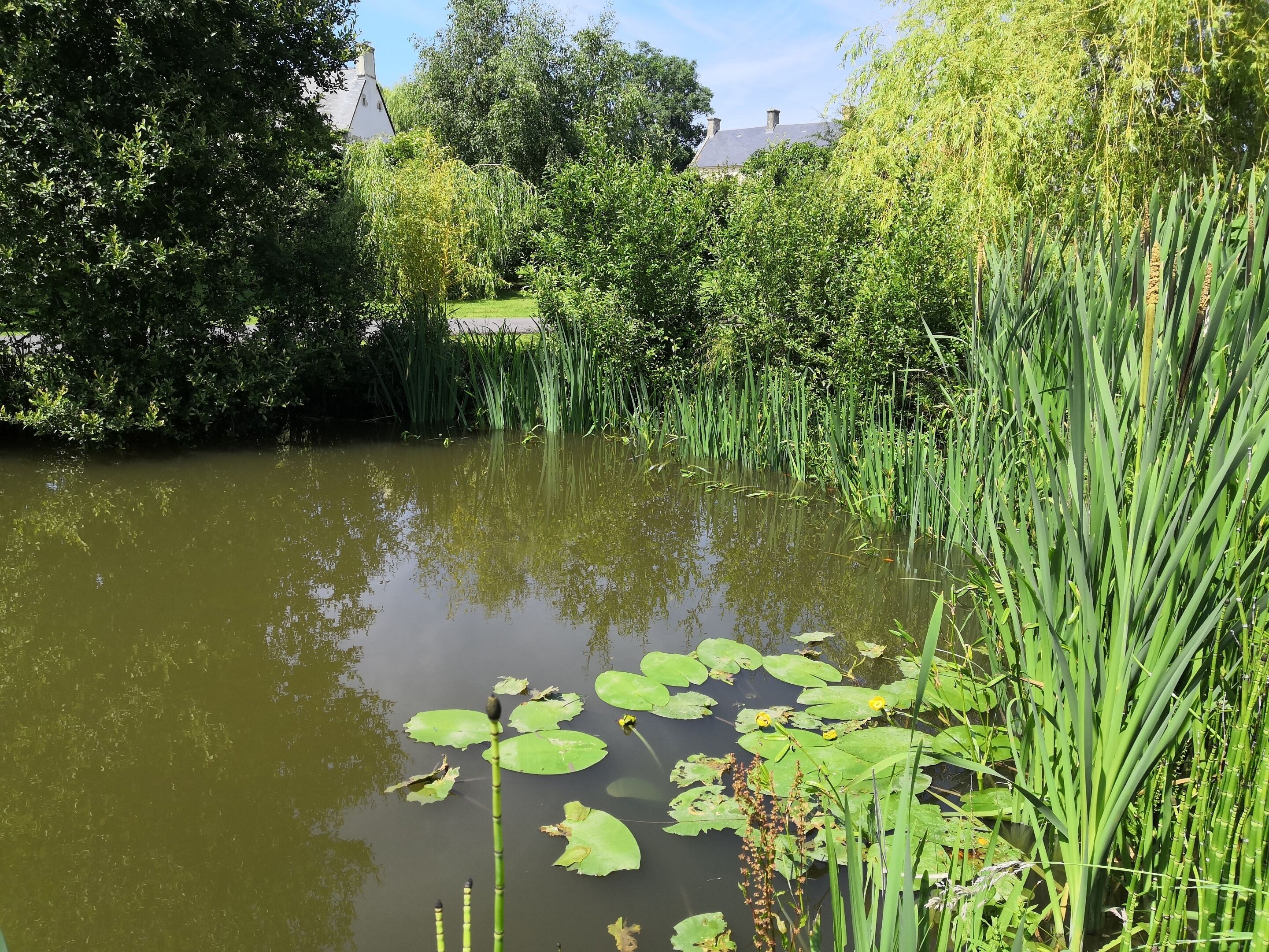 A pond with lily pads and tall grasses, surrounded by dense greenery and trees.