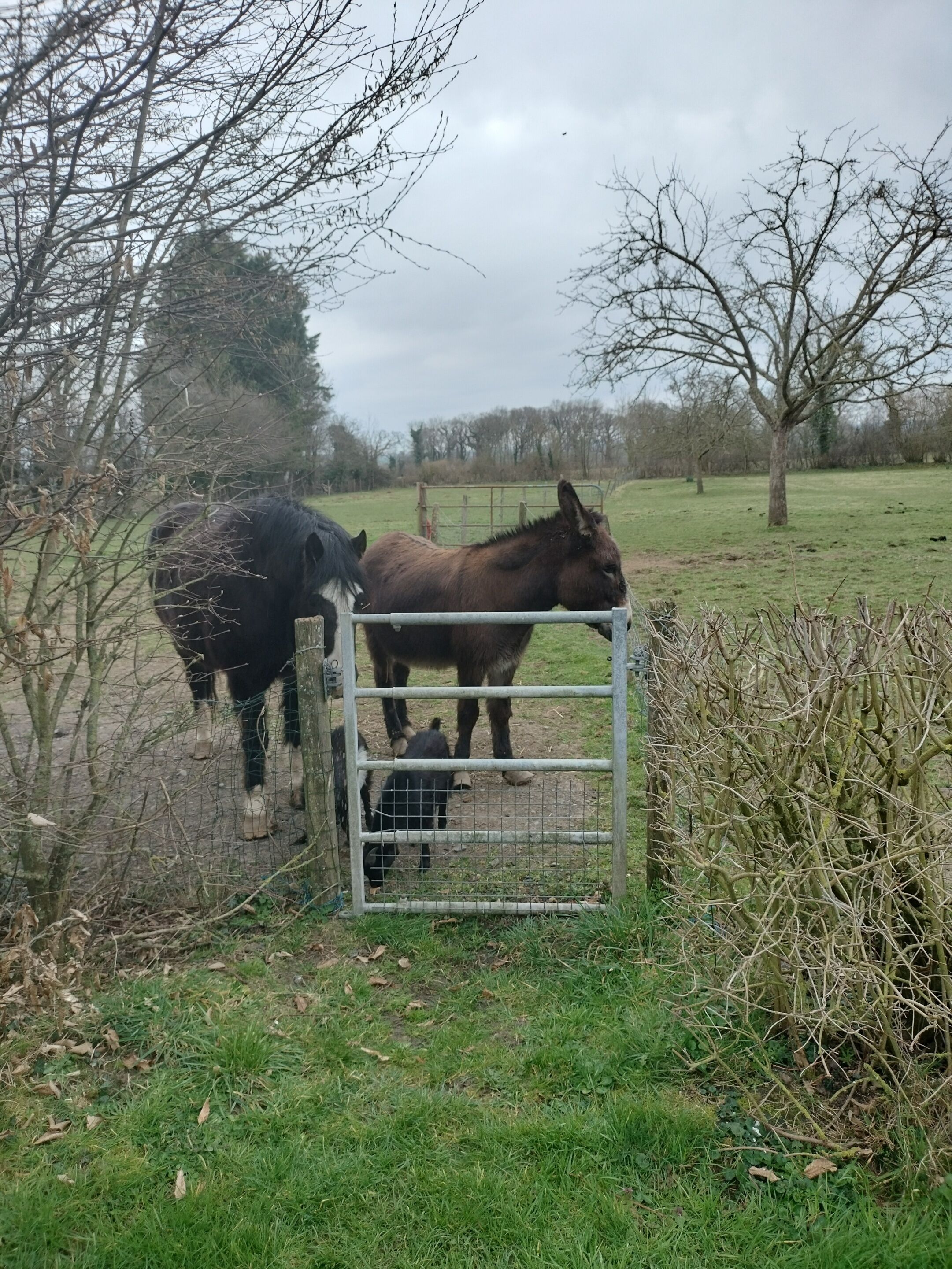 A rural scene with a metal gate, a black horse, and a brown horse in a grassy field.