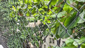 A chain-link fence with lush green foliage in the background. - 2 quartos à 400m praia de Copacabana (Rio de Janeiro)