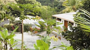 Um jardim tropical com diversas plantas, incluindo uma amoreira em destaque. Há um edifício branco com uma porta marrom e uma janela com uma placa azul.