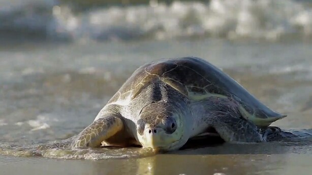 A turtle on a sandy beach. - Beach House: Turtle’s Cove #3-Full Kitchen, Washer and Dryer, 1st Floor (Melbourne Beach)