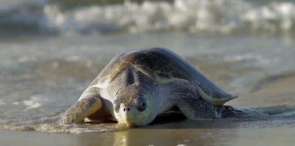 A turtle on a sandy beach. - Beach House: Turtle’s Cove #3-Full Kitchen, Washer and Dryer, 1st Floor (Melbourne Beach)