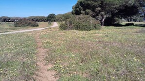 Un sentier de terre serpente à travers un champ herbeux parsemé de fleurs jaunes et bordé d’arbres touffus.