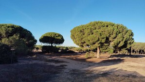 Un paysage avec trois grands arbres et un chemin de terre.