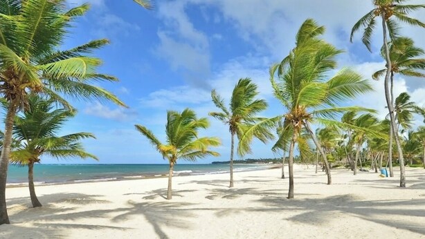 Ein Strand mit Palmen und blauem Himmel.