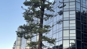 A modern building with a glass facade and a large tree in front.