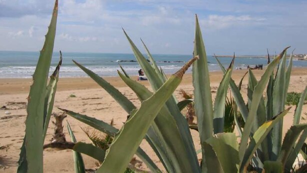 A beach with aloe plants in the foreground and the ocean in the background. - VERY NICE RENOVATED APARTMENT JUST 20 METERS FROM THE BEACH! (Donnalucata)