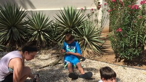 Um pátio com palmeira, plantas de agave e um edifício com varandas ao fundo.