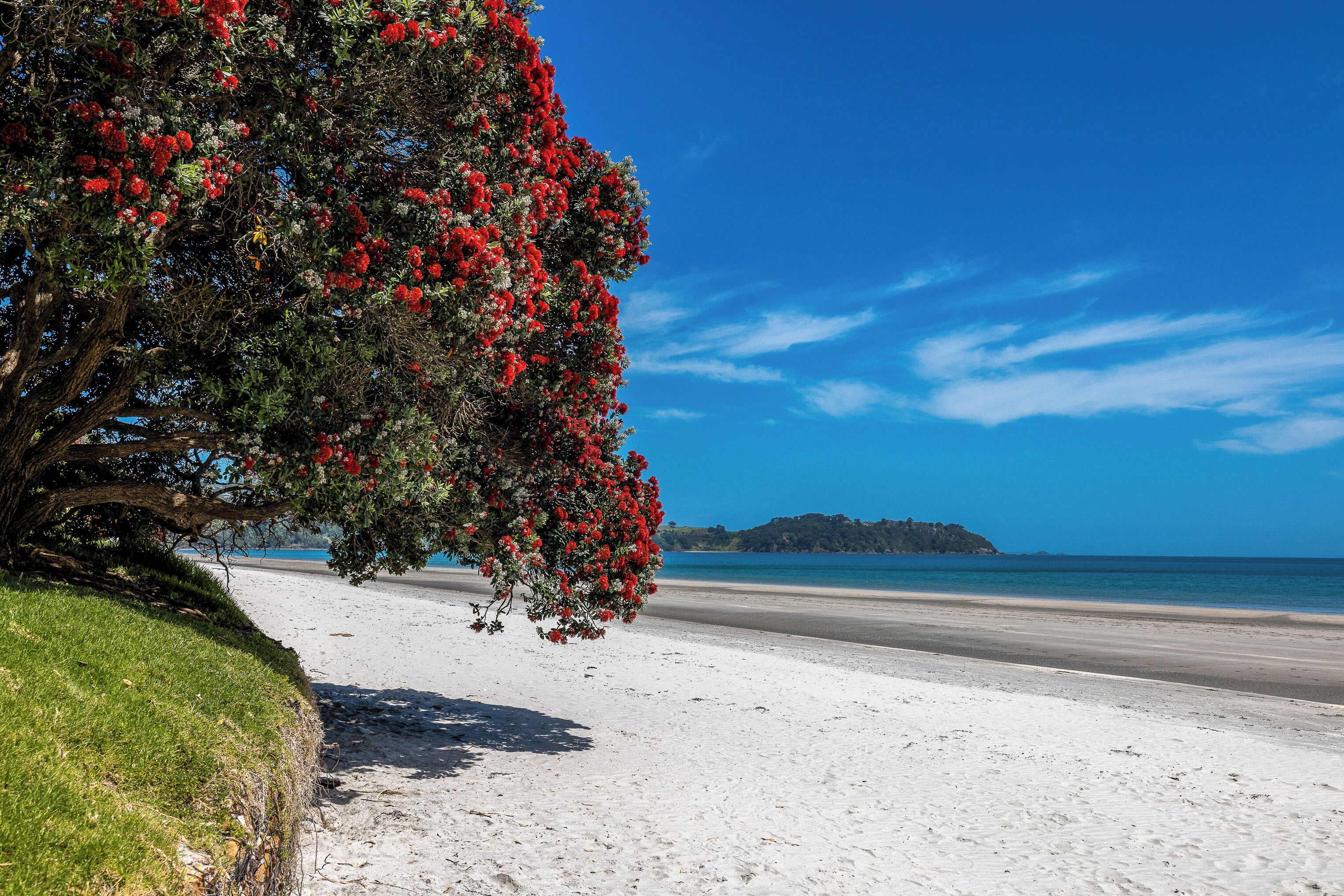 Ein Strand mit einem Baum, der rote Blüten trägt, einem klaren Himmel und einer entfernten Insel.