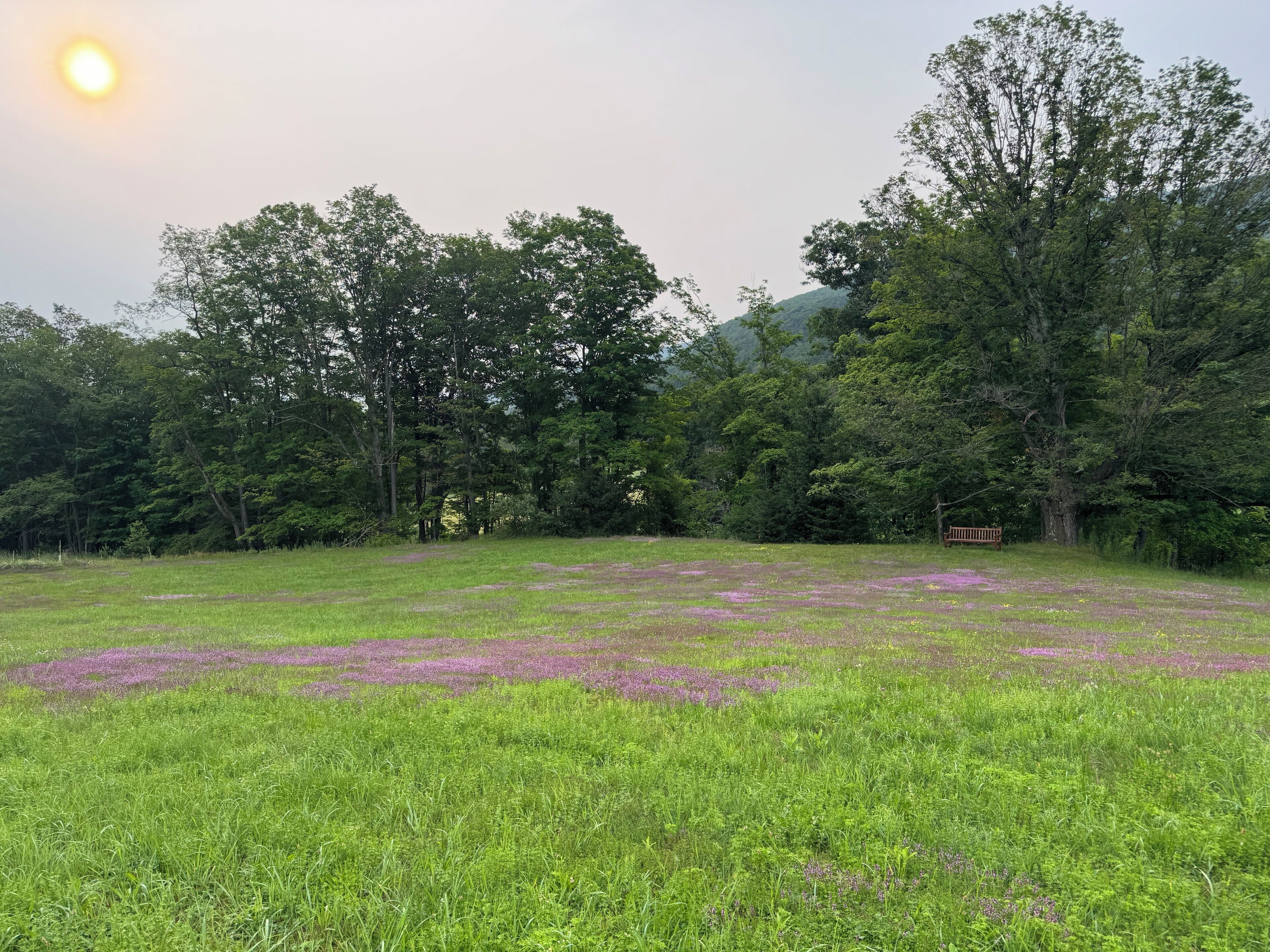 A grassy field with purple flowers and trees in the background.