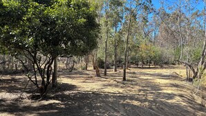 A dirt path through a forested area with trees and underbrush.