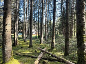 A forest with tall trees and a fallen log. - L'écrin de la forêt (Jeanménil)