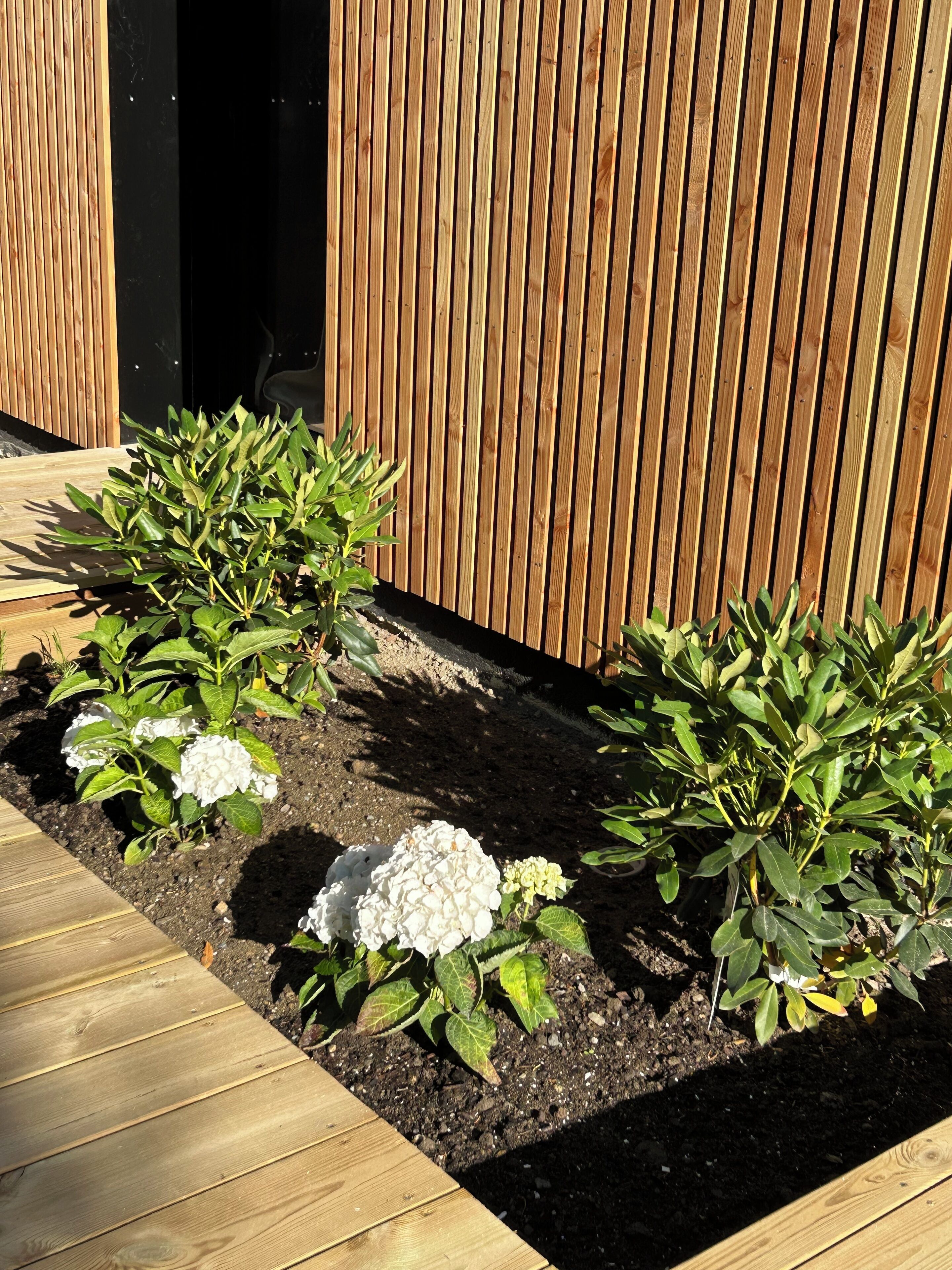 A wooden deck with a wooden fence and a garden bed with white hydrangea flowers.