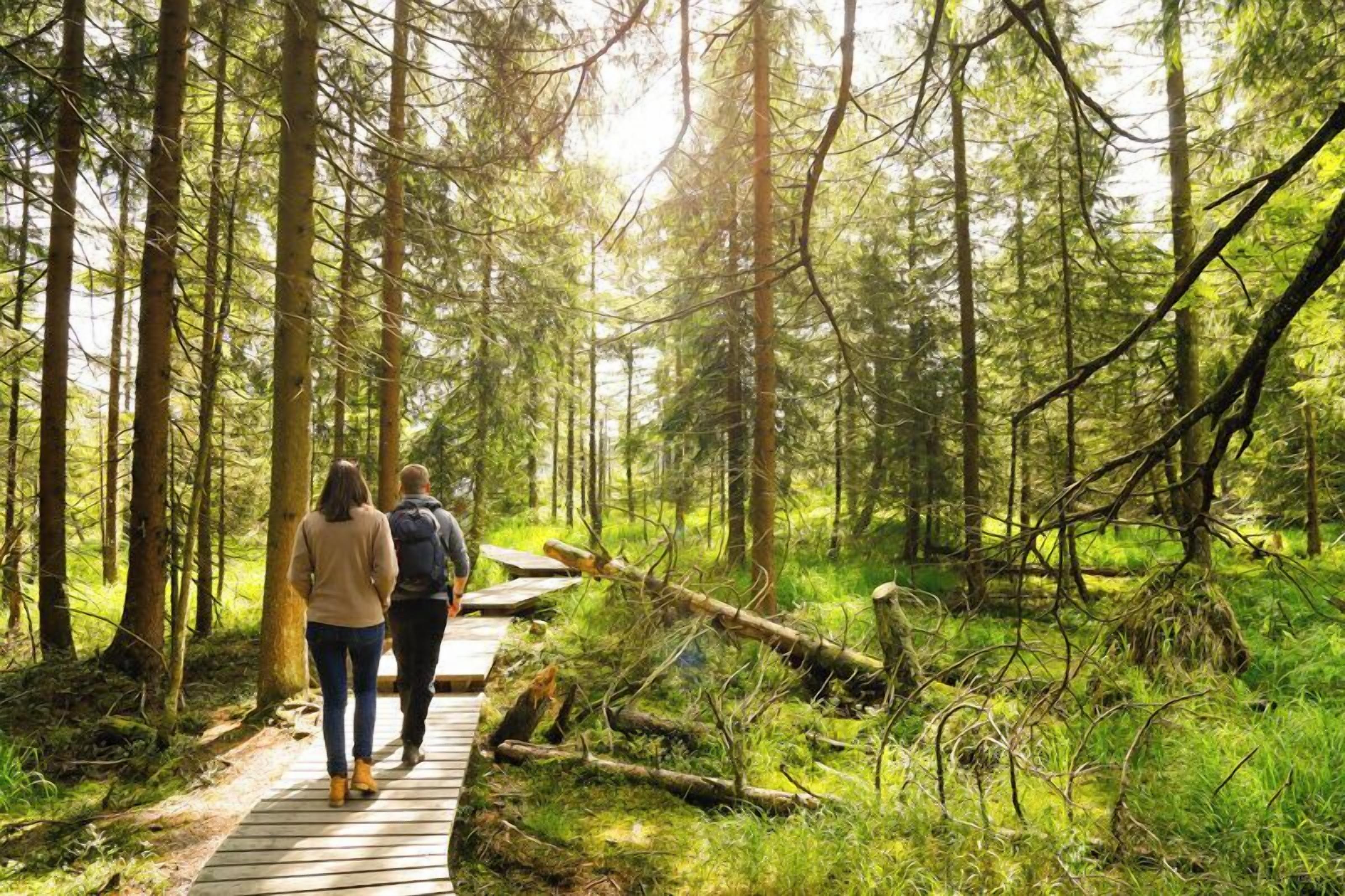 Ein hölzerner Steg führt durch einen dichten Wald mit hohen Bäumen, durch den die Sonne scheint.