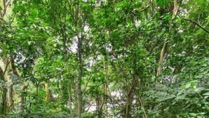 Un sendero de piedra que atraviesa un bosque tupido.