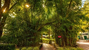 Un sendero bordeado por macetas con plantas que conduce a un edificio con un letrero de recepción.