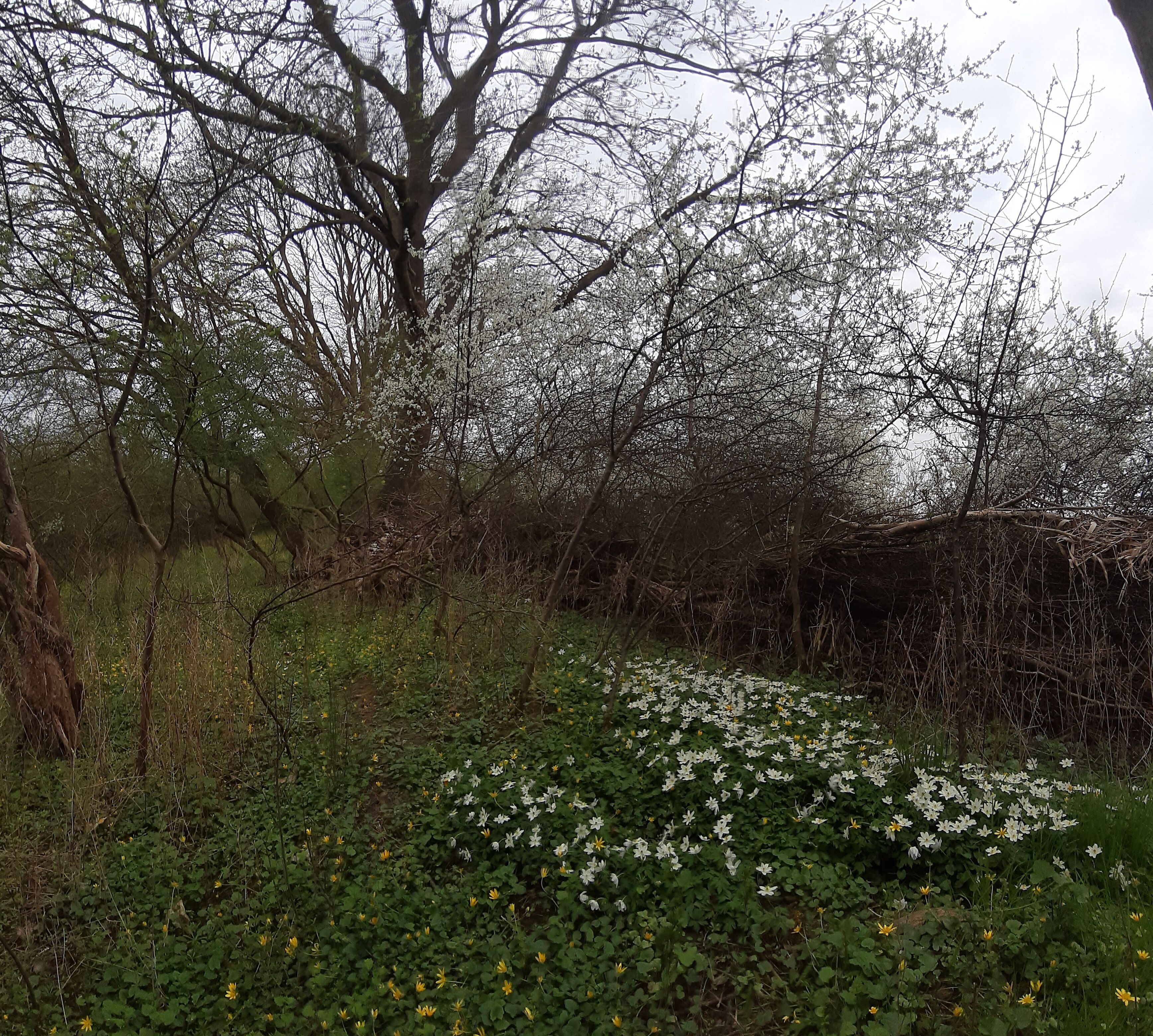 A natural landscape with trees and a variety of wildflowers.