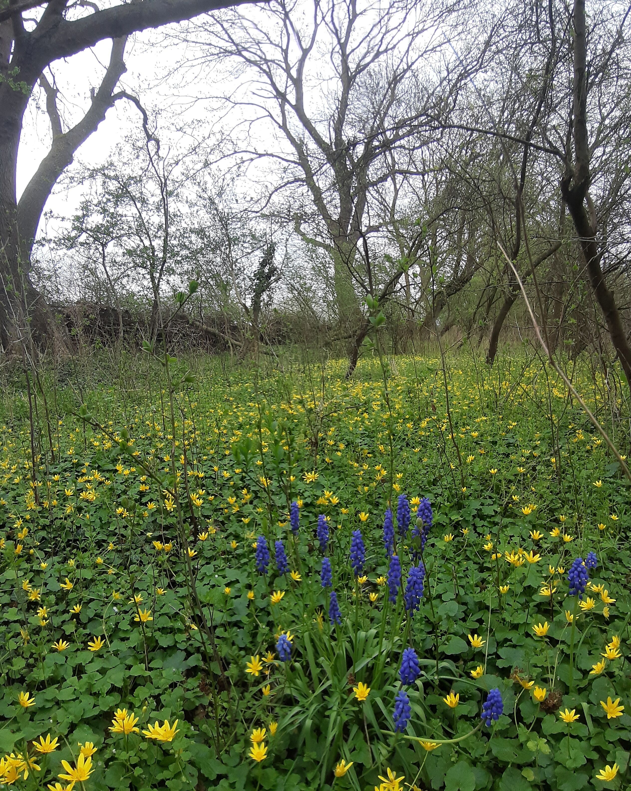 Een natuurlijk landschap met een veld vol gele en blauwe bloemen op de voorgrond, omringd door bomen.