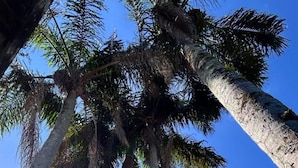 Tall palm trees against a clear sky. - Tortuga Suite: comfortable and functional, close to the beach. (Guarujá)