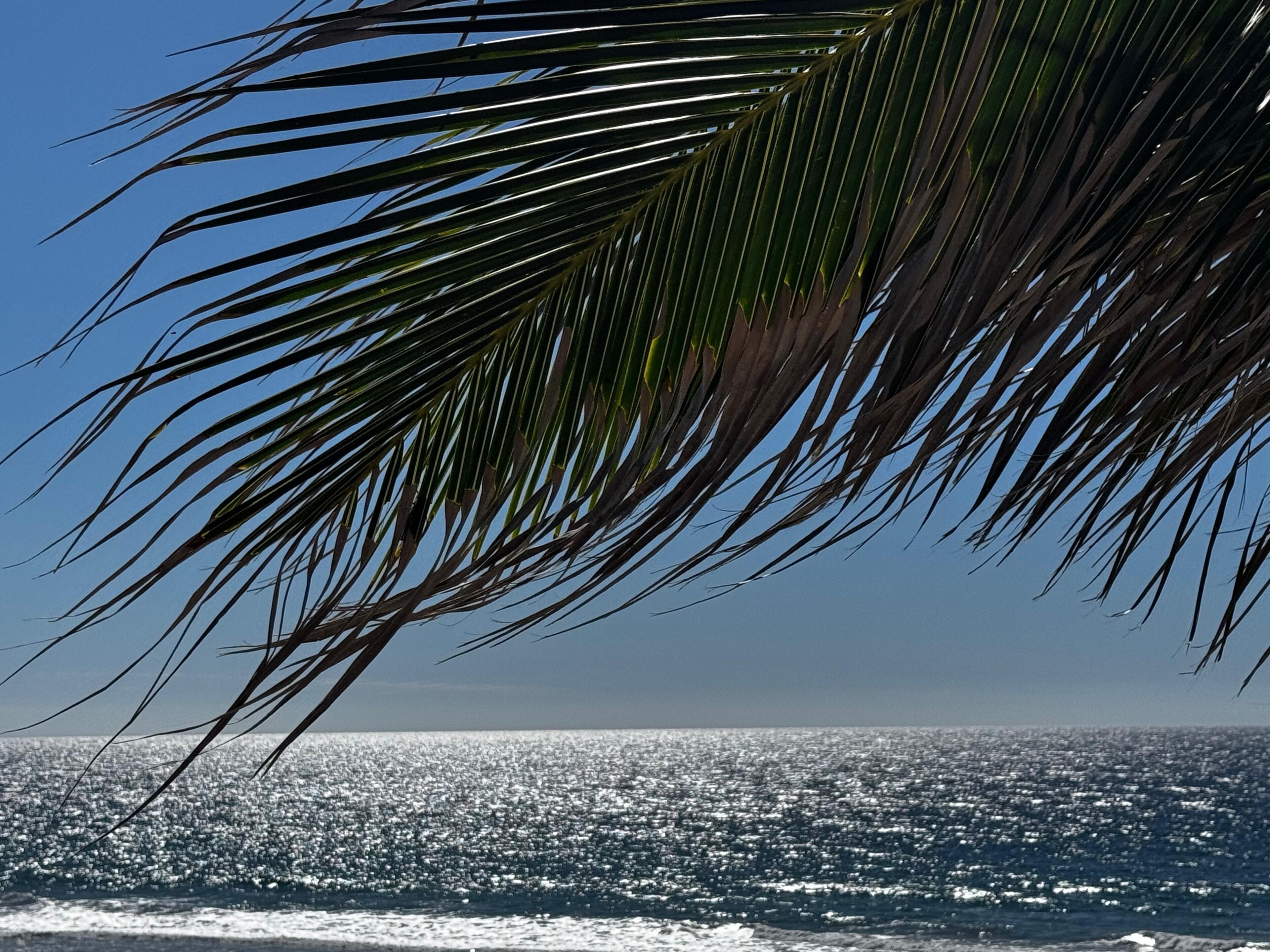 Ein Palmenblatt vor blauem Himmel.