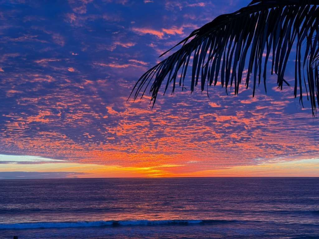 Ein Sonnenuntergang über dem Meer mit der Silhouette einer Palme.