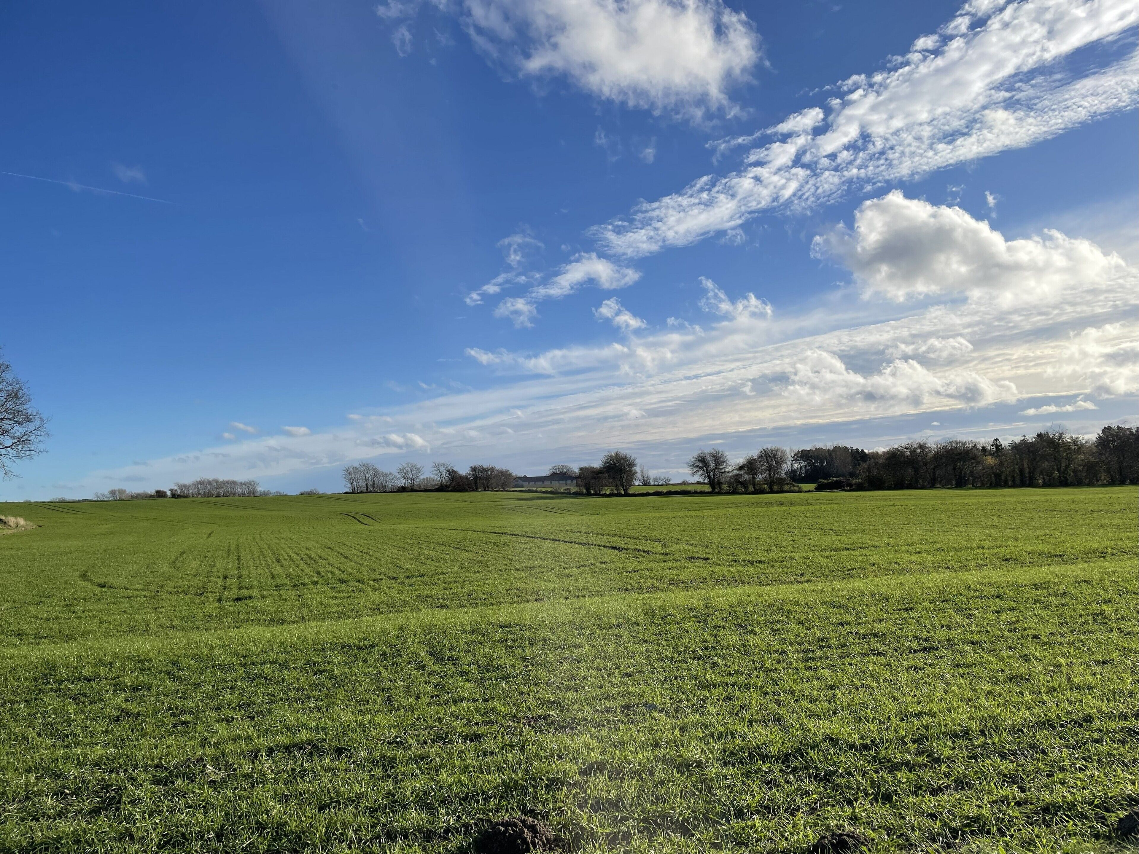 A vast green field under a clear blue sky with scattered clouds.