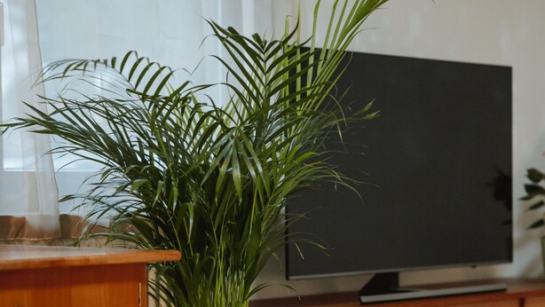 Een kamer met een houten kast, een rieten mand met een plant en een televisie op een houten standaard.