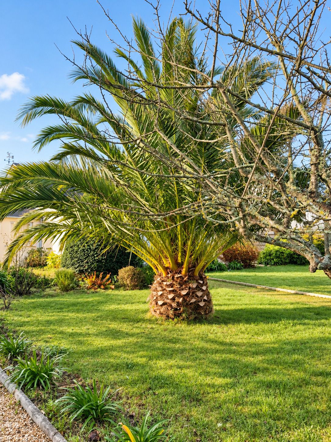 A well-maintained garden with a large palm tree, a lawn, and various shrubs.
