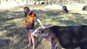 A person petting a cow in a grassy field with other cows in the background. - Vintage Bedford Bus Farm Glamping Under the Stars (Silverwood)