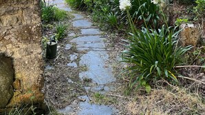 Een pad van stenen loopt door een tuin met verschillende planten en een stenen gebouw op de achtergrond.