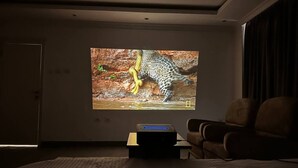 Una habitación con una pantalla grande mostrando un leopardo, un sofá y una mesa de centro.