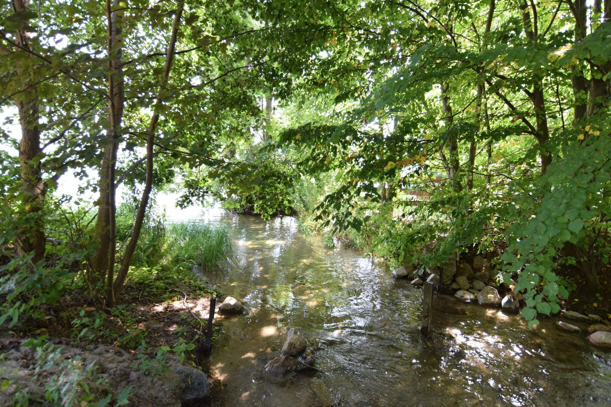 Un arroyo natural rodeado de frondosa vegetación verde y rocas.