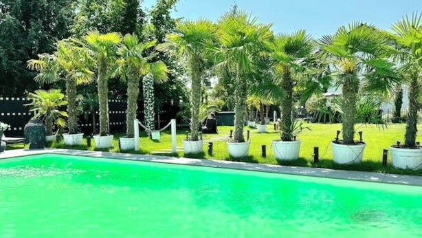 Una piscina con un tono verdoso, rodeada de palmeras y césped.