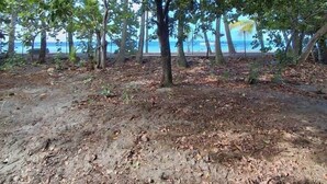 A beach with trees and a sandy area. - Beachfront Bungalow: Pelican (Le Carbet)